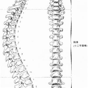 胸9椎体骨折被鉴定为九级工伤